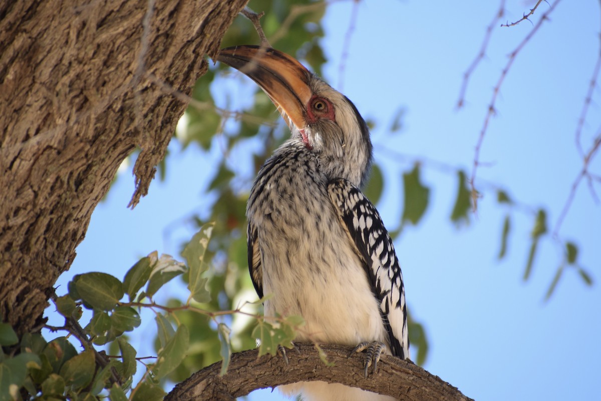 Southern Yellow-billed Hornbill - Jacob Henry