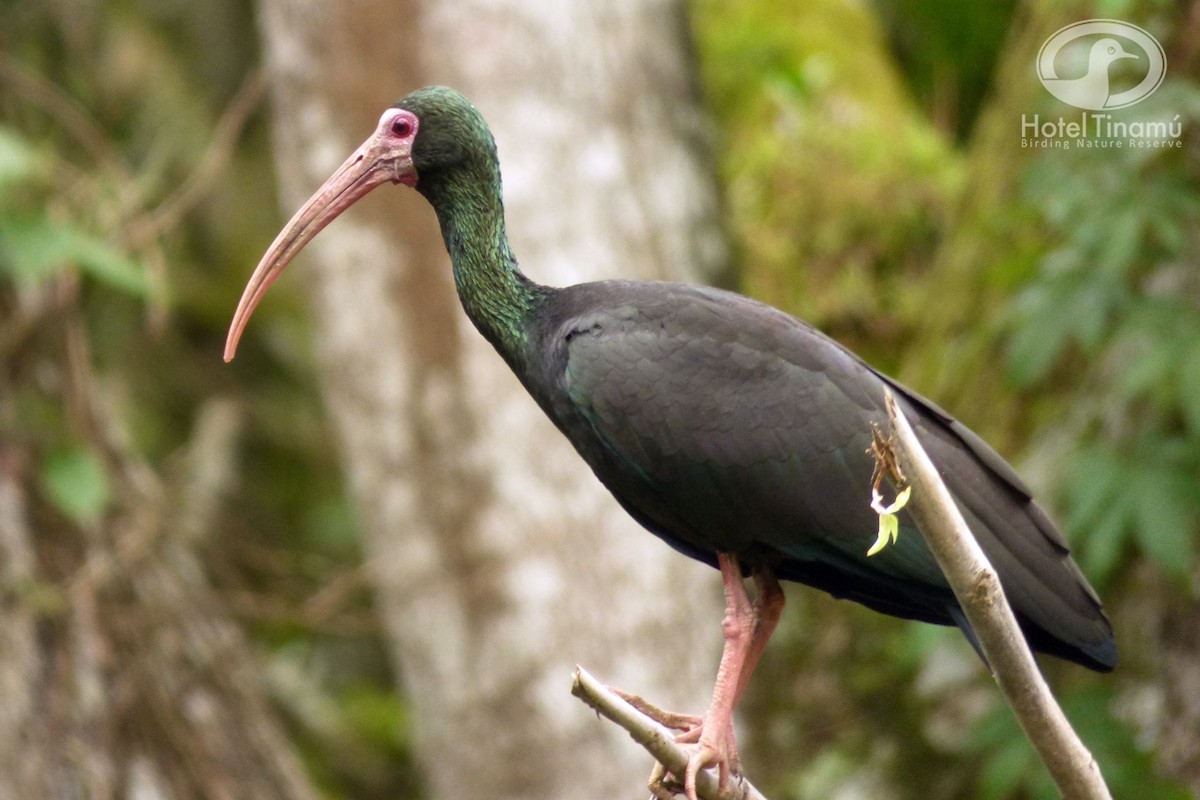 Bare-faced Ibis - Tinamú Birding Nature Reserve