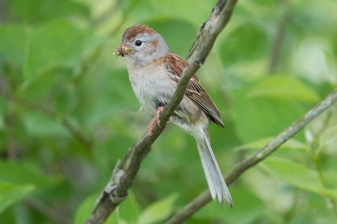Field Sparrow - ML458200361
