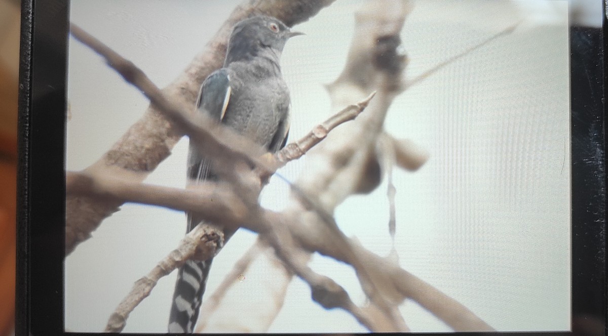 Gray-bellied Cuckoo - ML458204801
