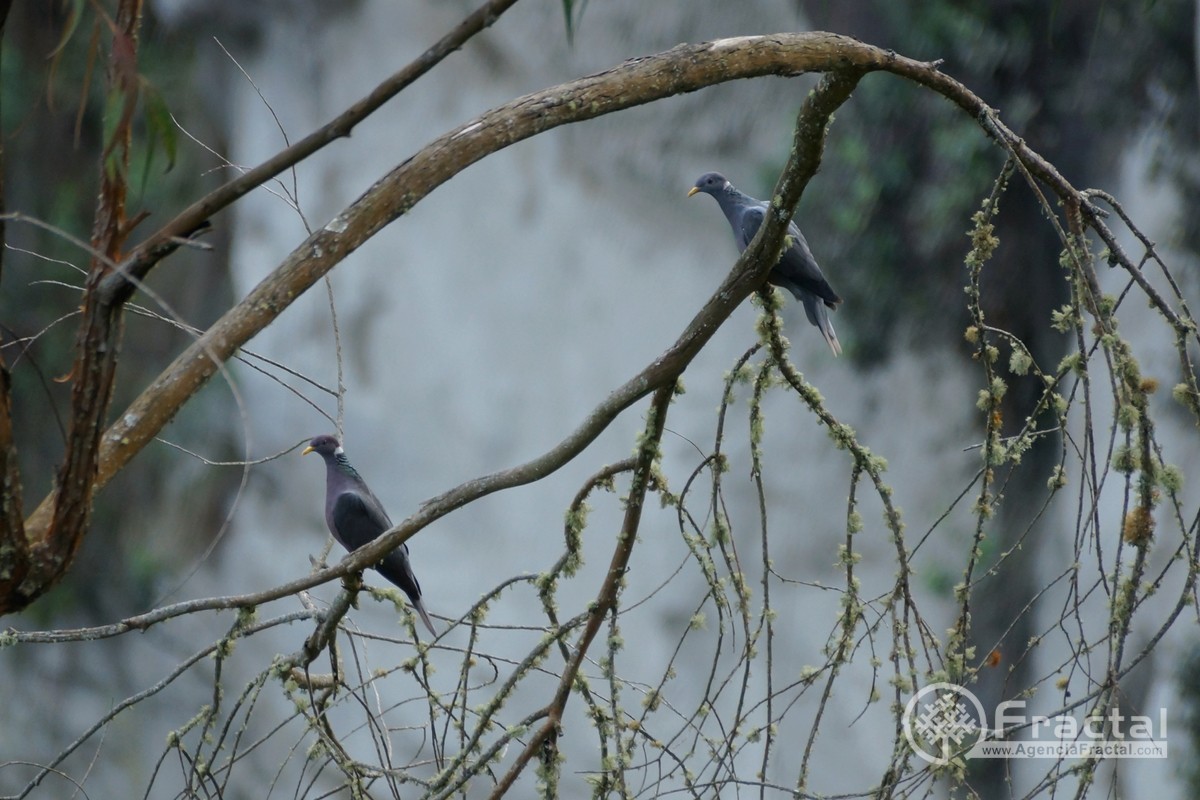 Band-tailed Pigeon - ML45821651