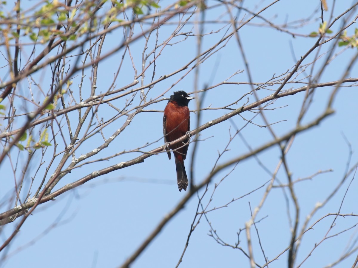 Orchard Oriole - ML458231241