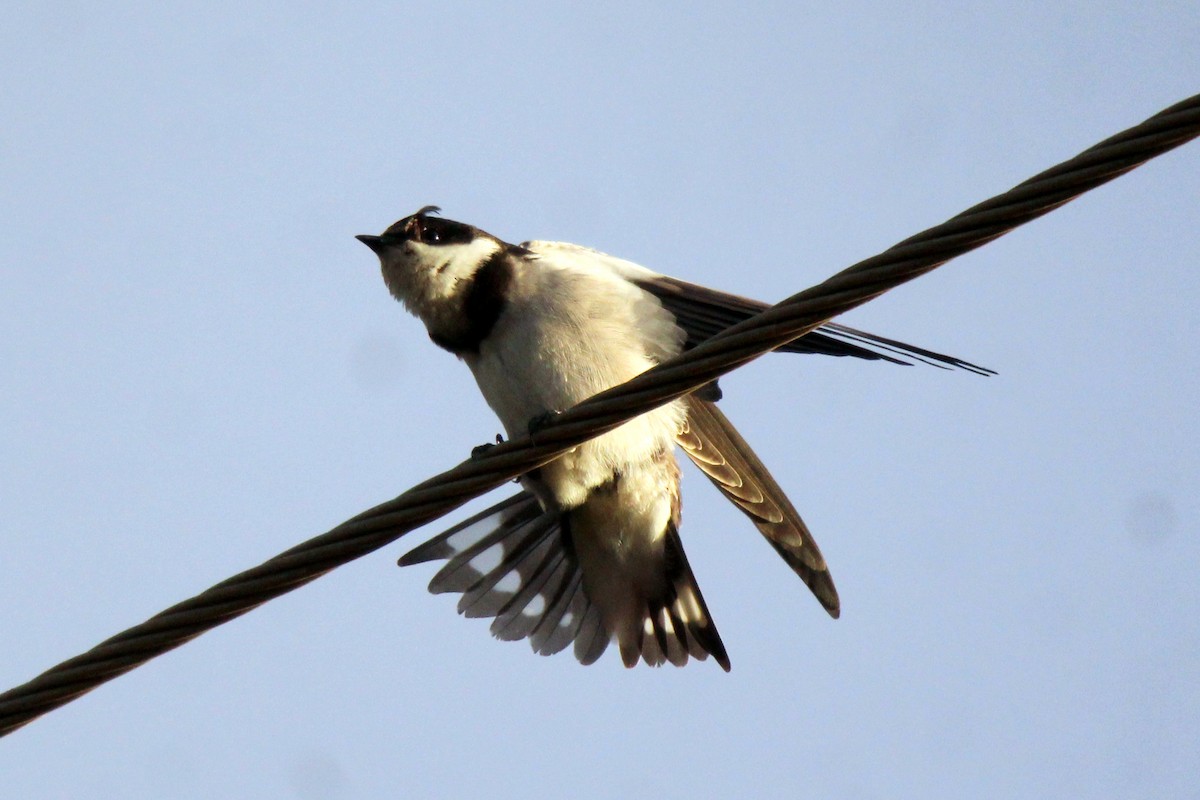 White-throated Swallow - ML458235861