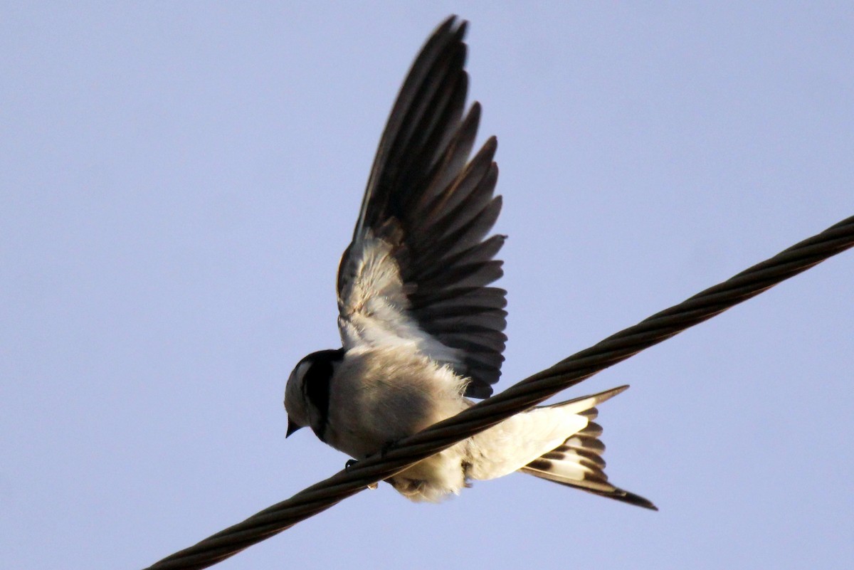 White-throated Swallow - ML458235911
