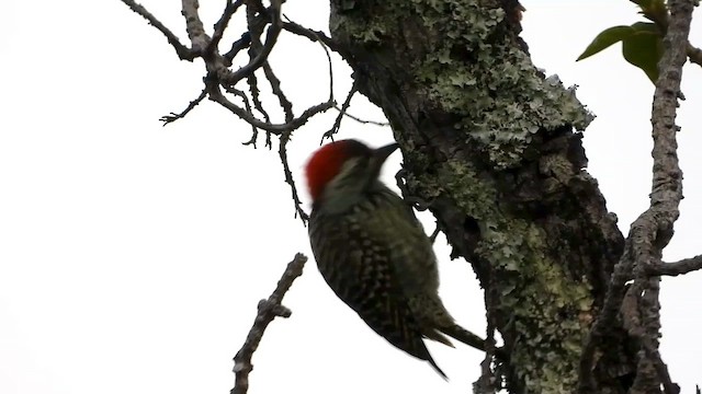 Cardinal Woodpecker - ML458236131