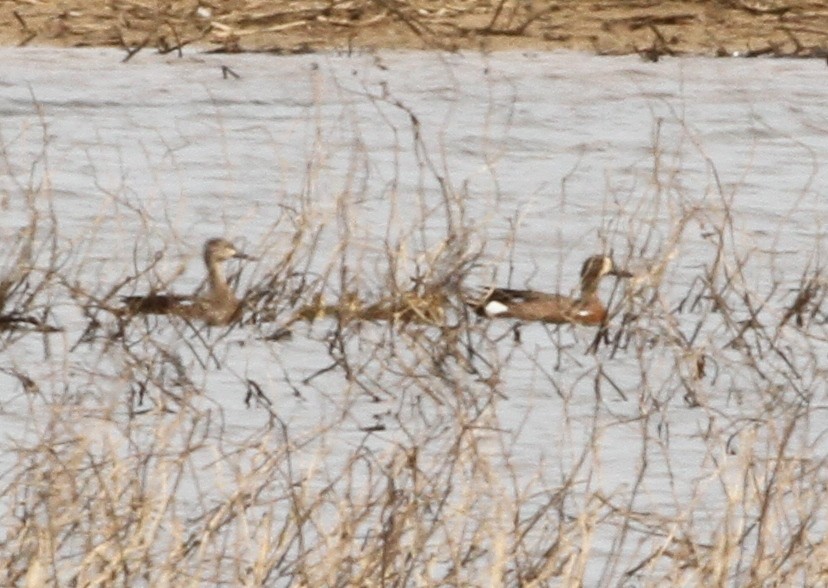 Blue-winged Teal - ML458236251
