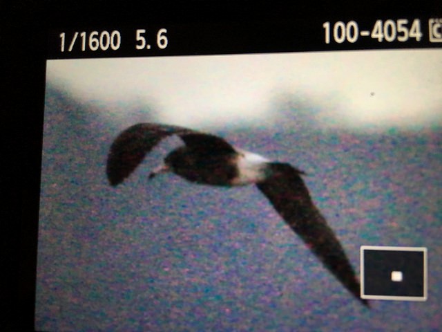 Black-tailed Gull - ML45823841