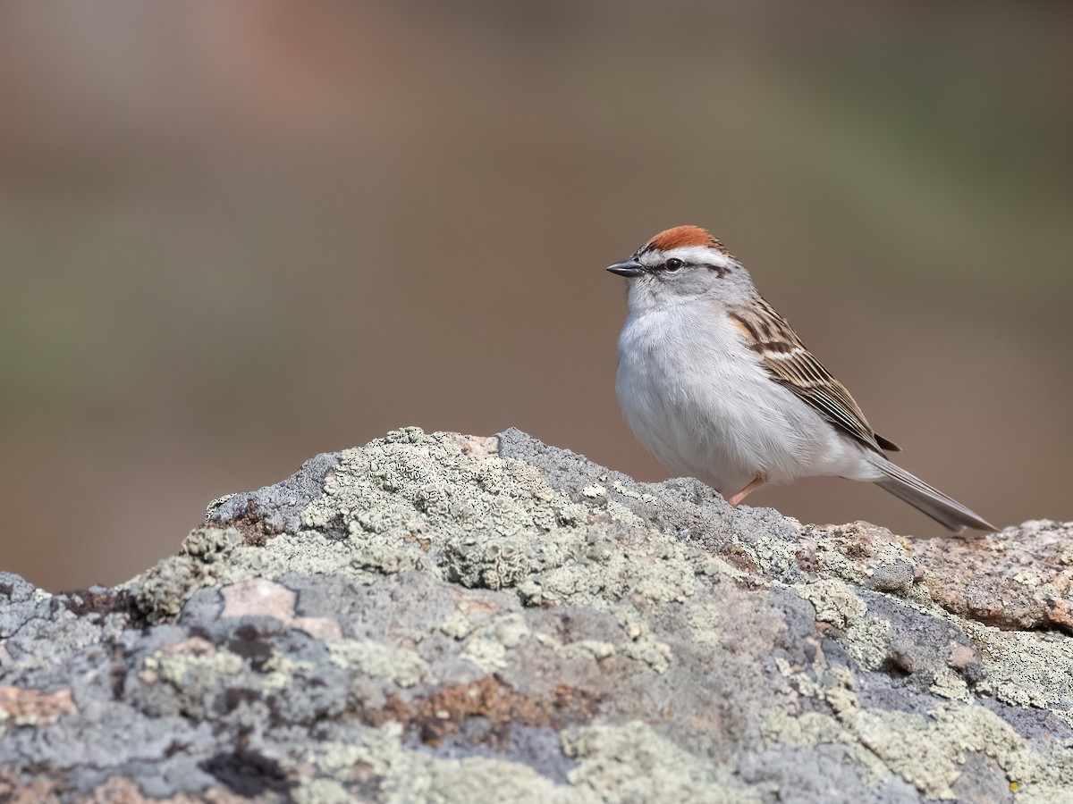 Chipping Sparrow - ML458242101
