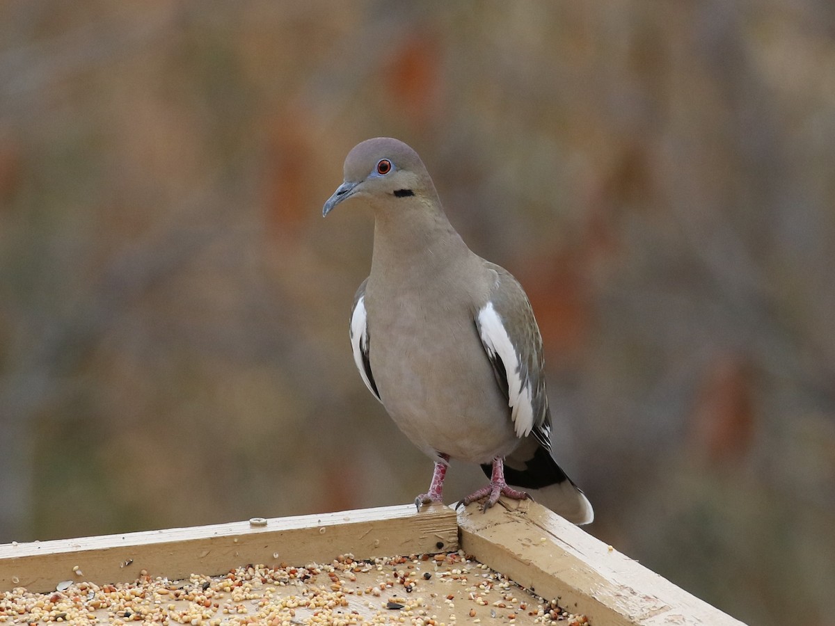 White-winged Dove - ML45824441