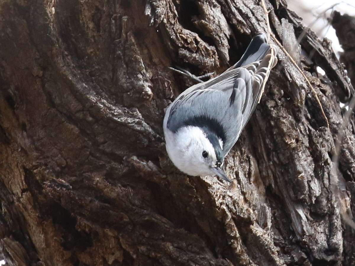 White-breasted Nuthatch (Interior West) - ML45825091