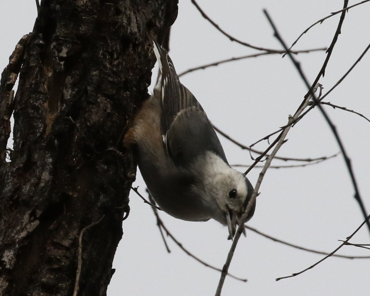 White-breasted Nuthatch (Interior West) - ML45825161