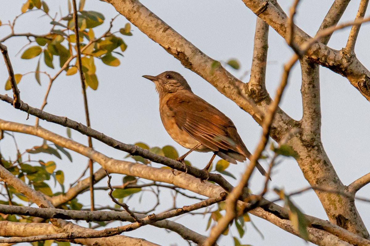 Pale-breasted Thrush - ML458271891