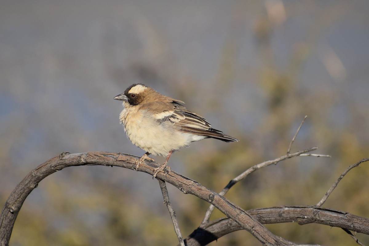 White-browed Sparrow-Weaver (White-breasted) - Jacob Henry