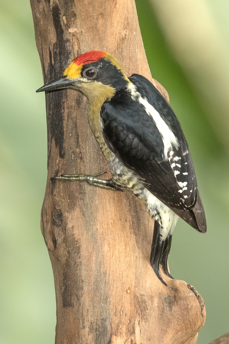 Golden-naped Woodpecker - ML45828091