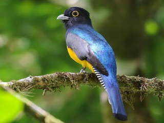  - Gartered Trogon