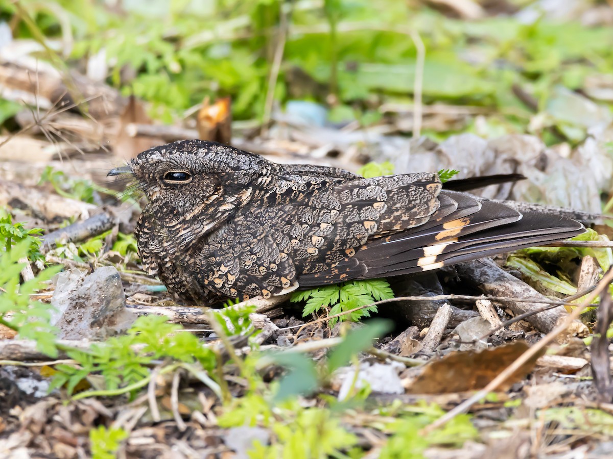Band-winged Nightjar - Systellura longirostris - Birds of the World
