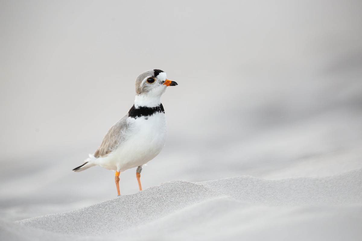 Piping Plover - ML458290011