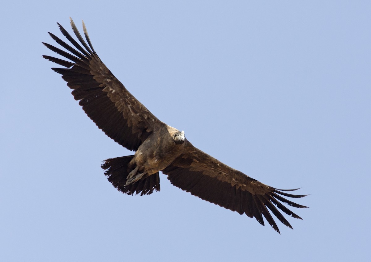 Andean Condor - Joshua Vandermeulen