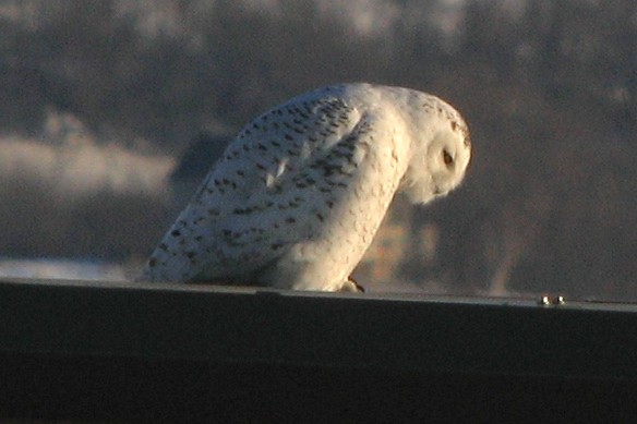 Snowy Owl - Ted Keyel