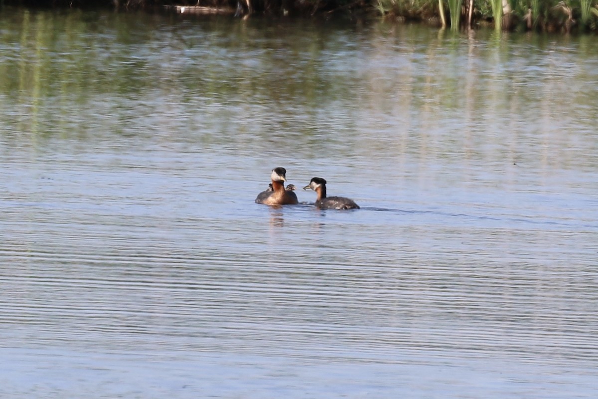 Red-necked Grebe - ML458295251