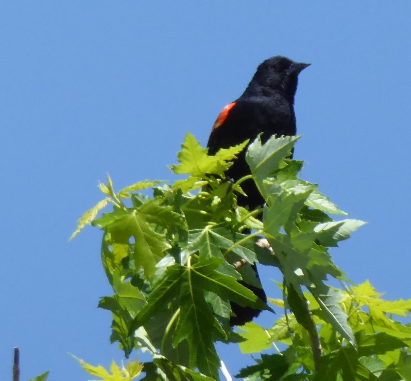 Red-winged Blackbird - ML458296961
