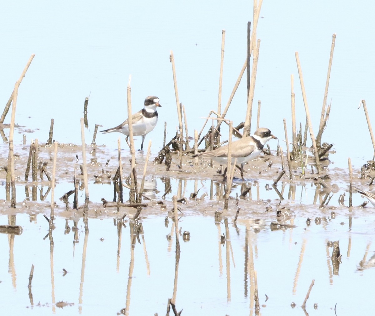 Semipalmated Plover - ML458298681