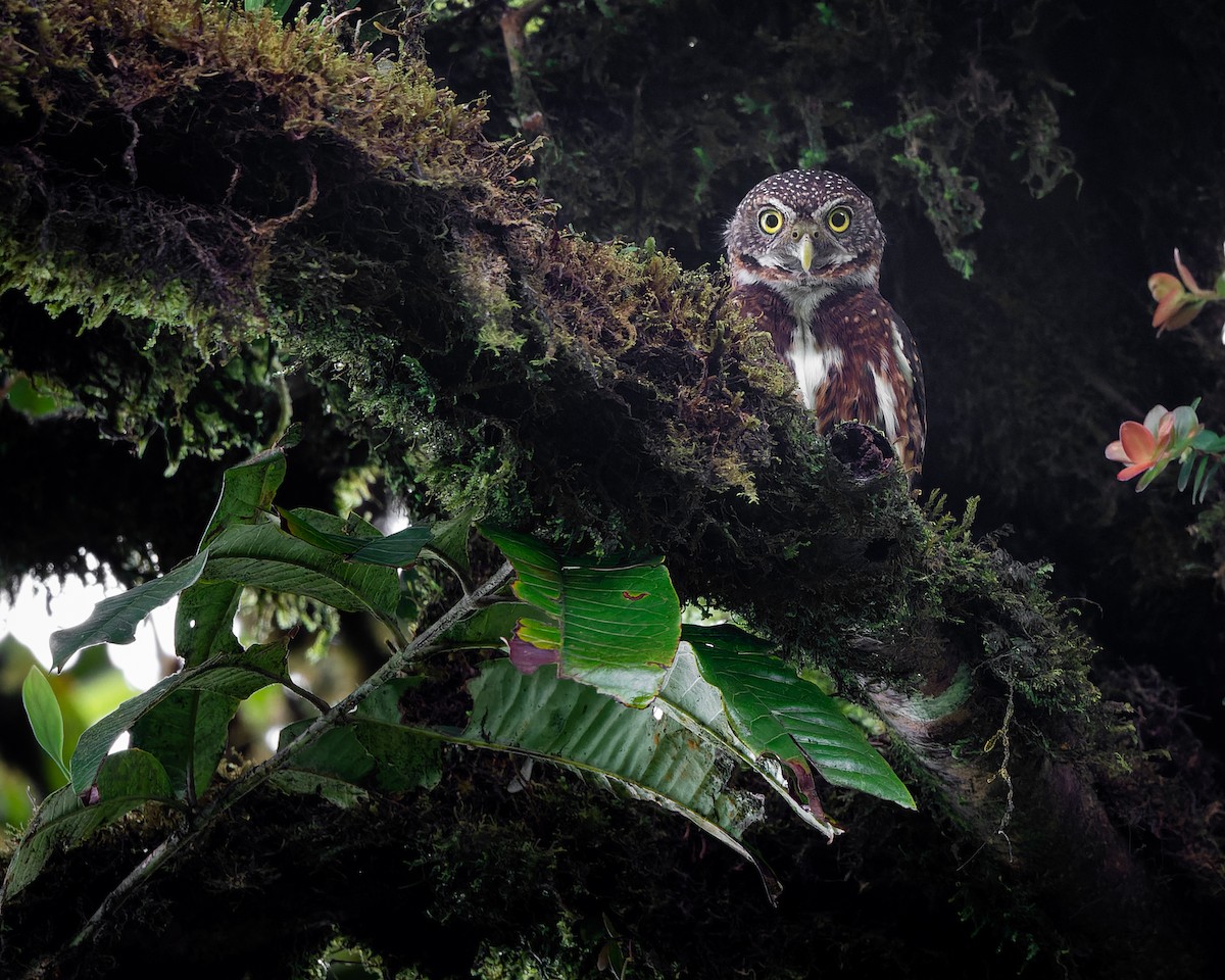 Costa Rican Pygmy-Owl - ML458299311
