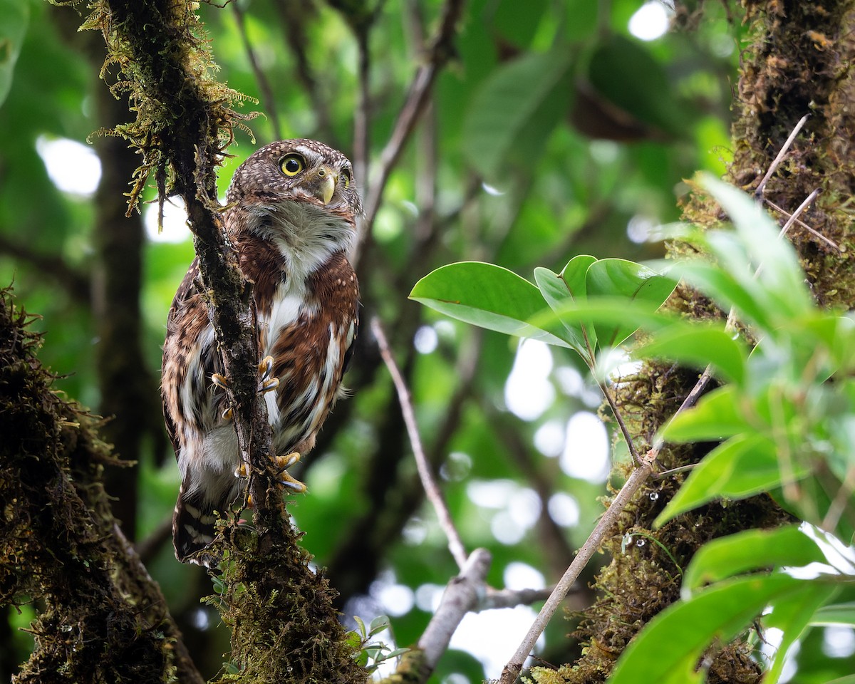 Costa Rican Pygmy-Owl - ML458300931