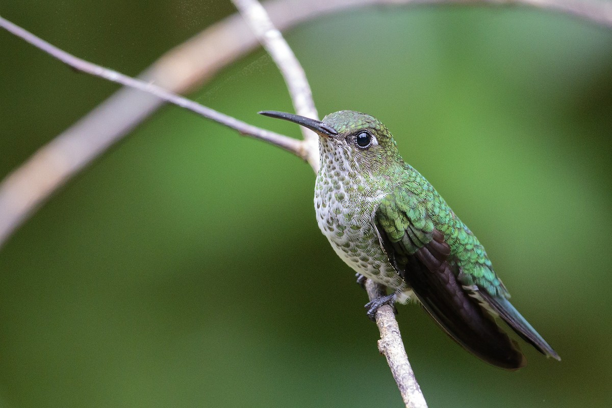 Many-spotted Hummingbird - ML458304071