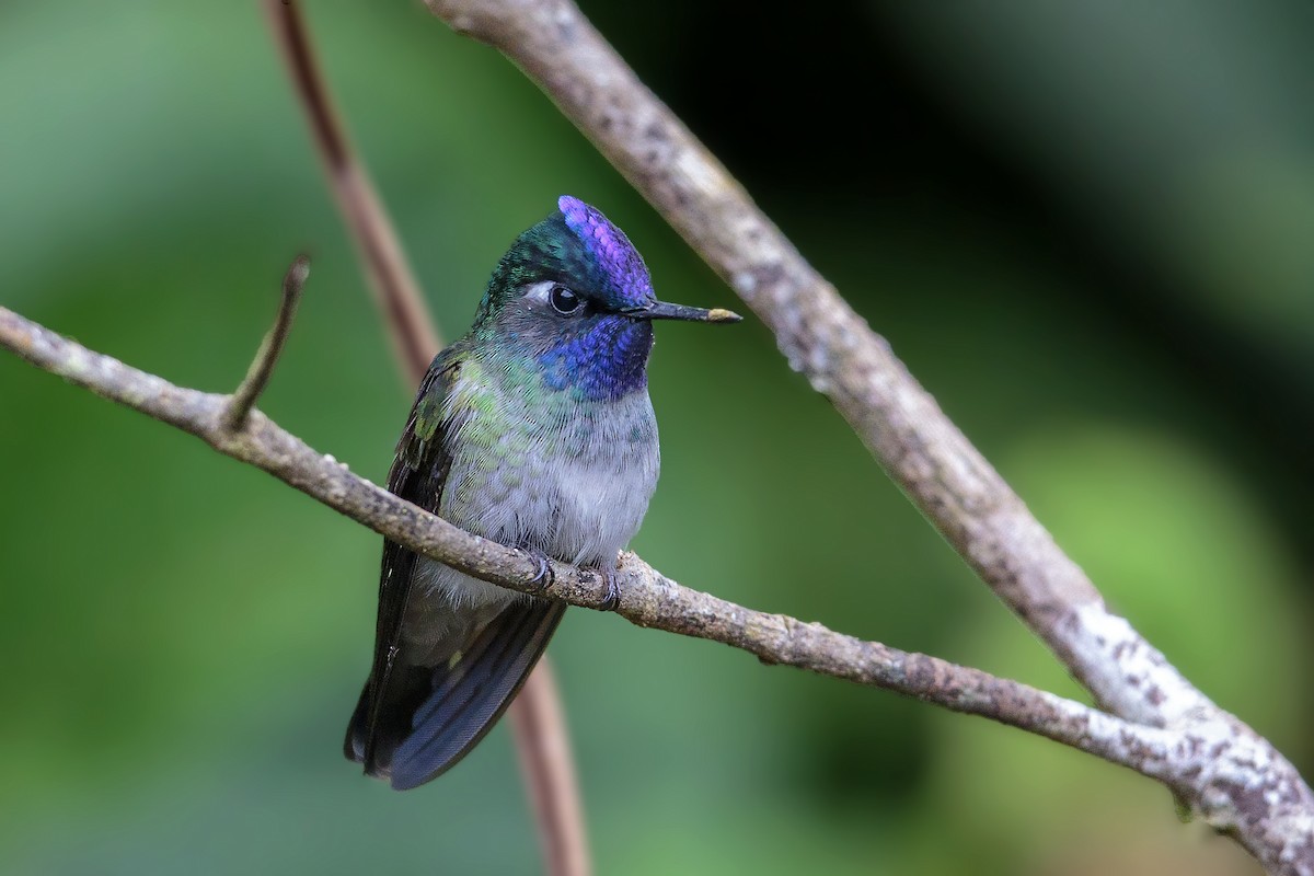 Violet-headed Hummingbird - Bradley Hacker 🦜