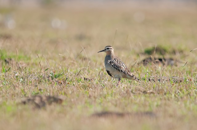  - Tawny-throated Dotterel - 