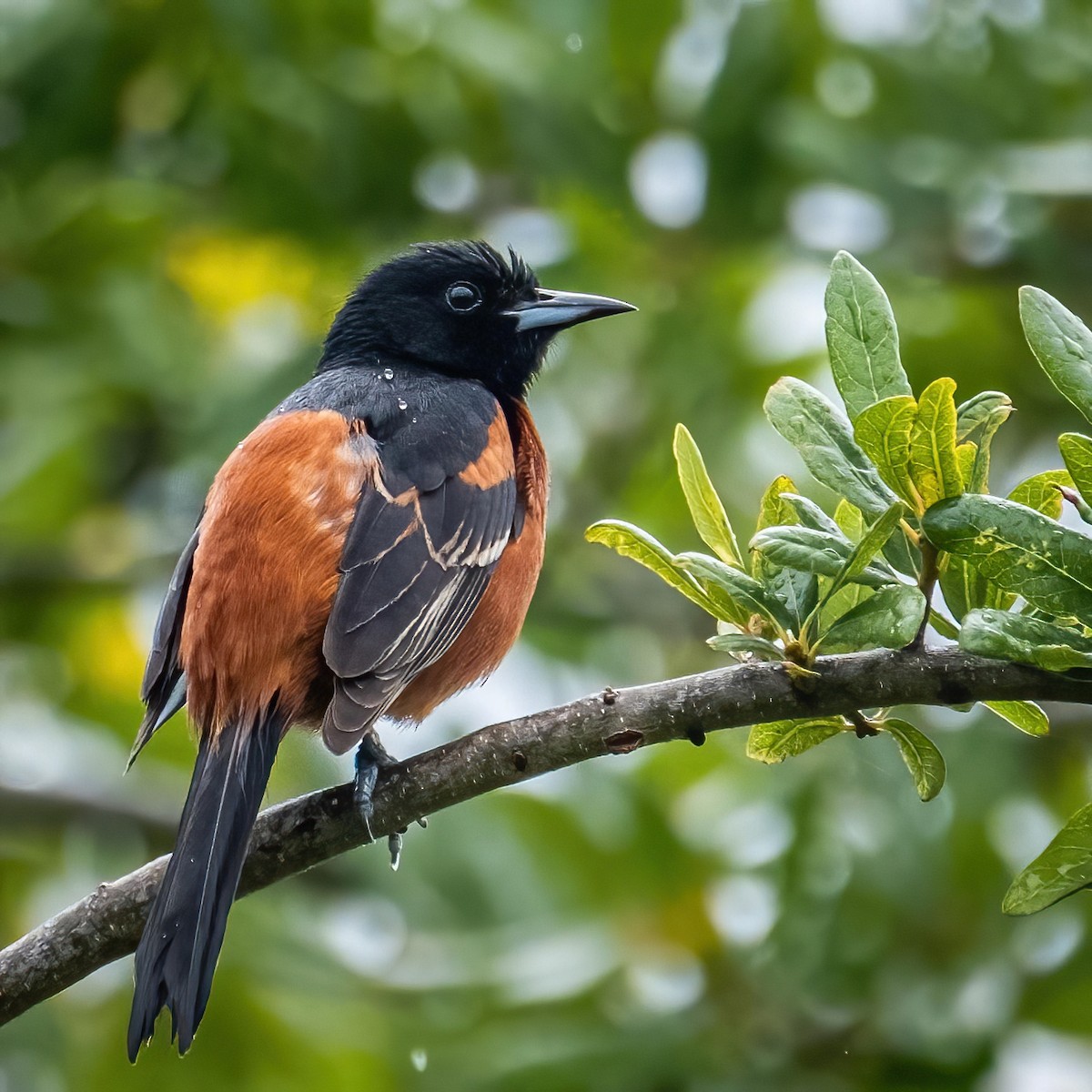 Orchard Oriole - ML458314181