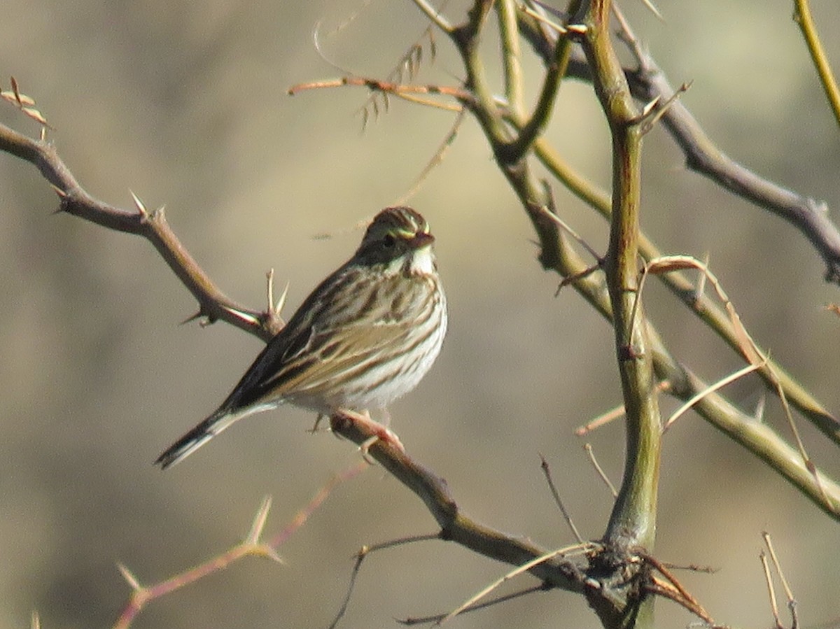 Savannah Sparrow - ML45831601