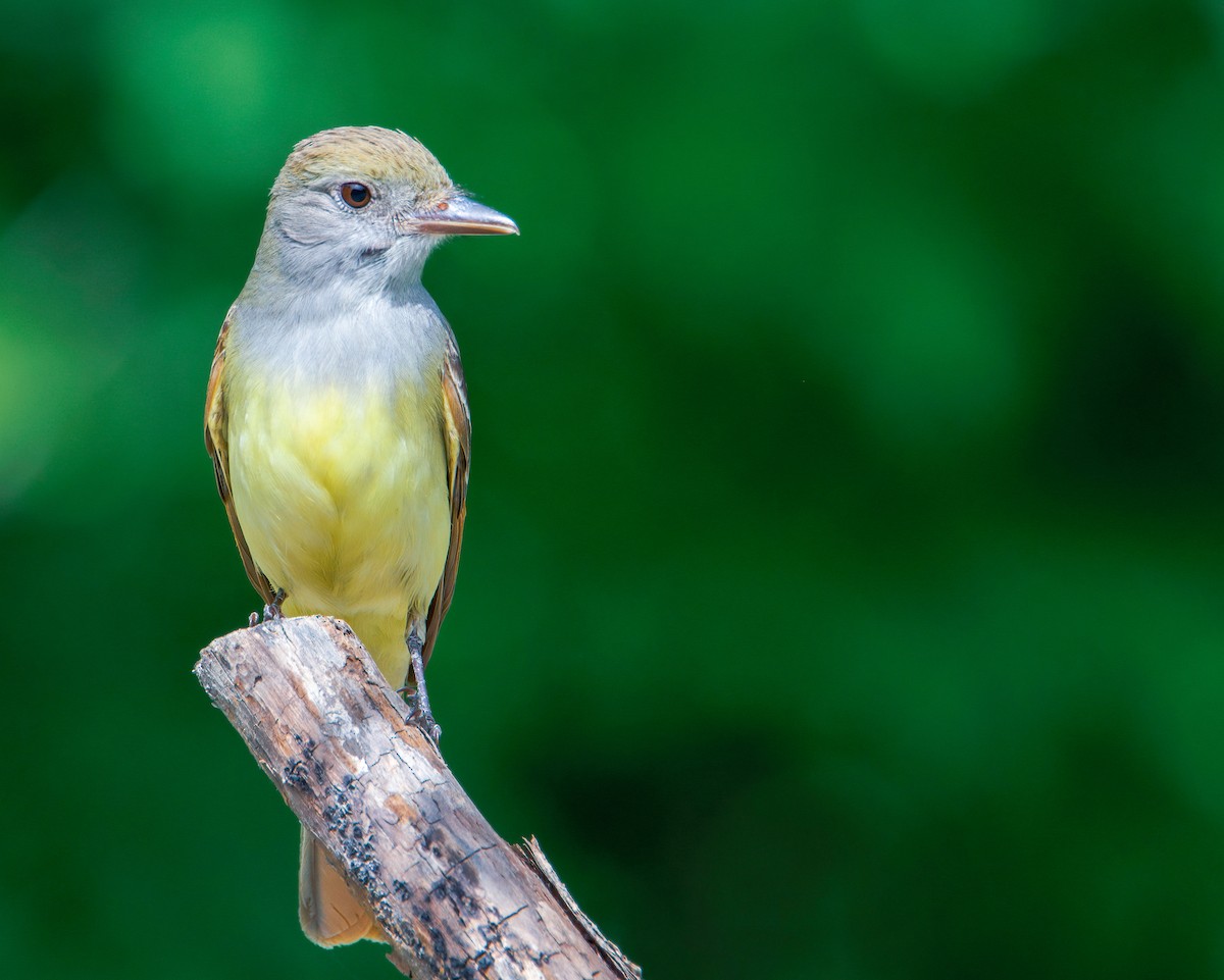Great Crested Flycatcher - ML458320701