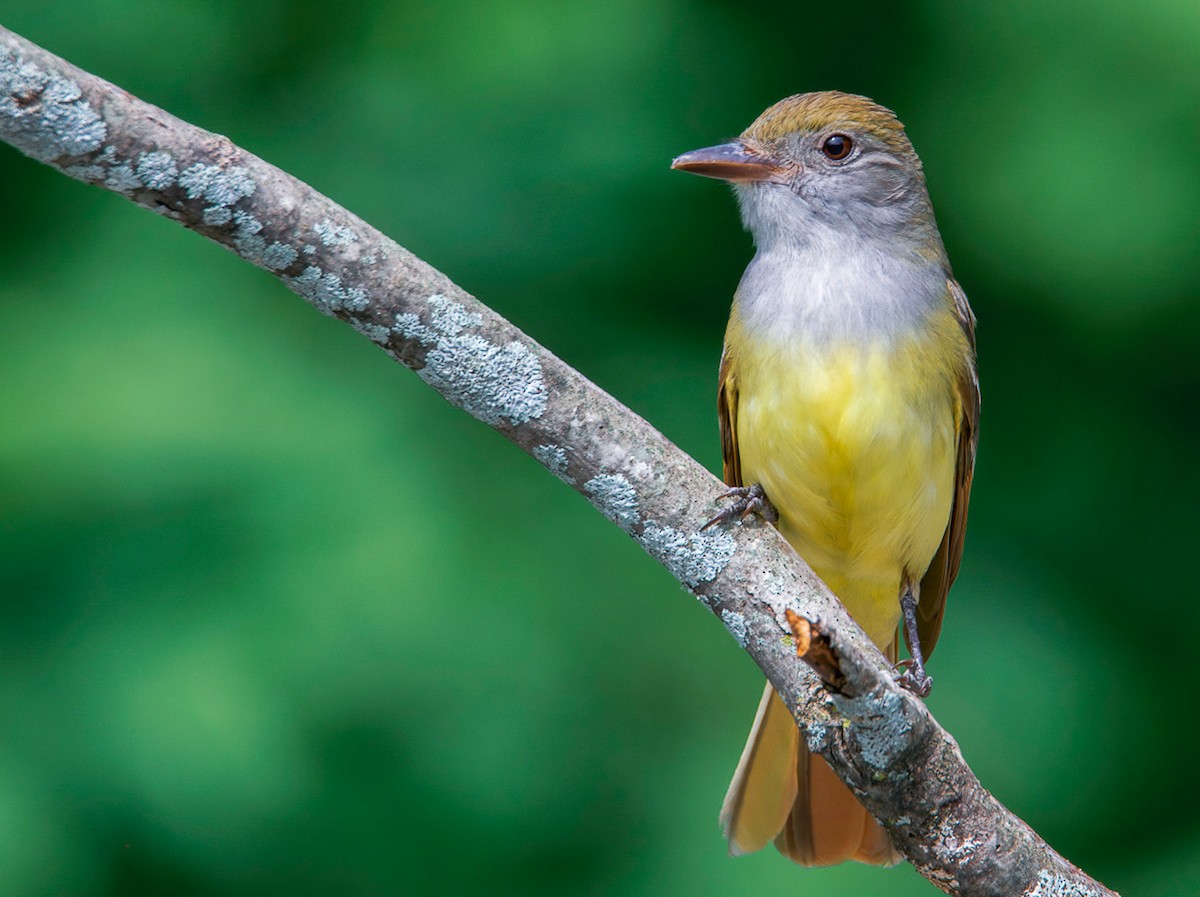 Great Crested Flycatcher - ML458321161