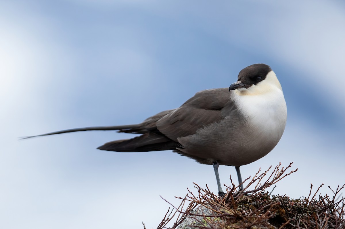 Long-tailed Jaeger - ML458324291