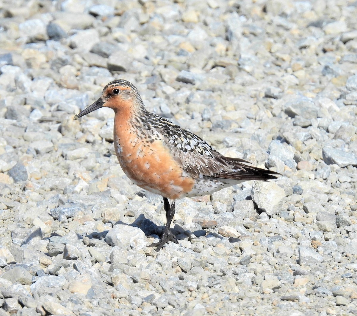 Red Knot - ML458326881
