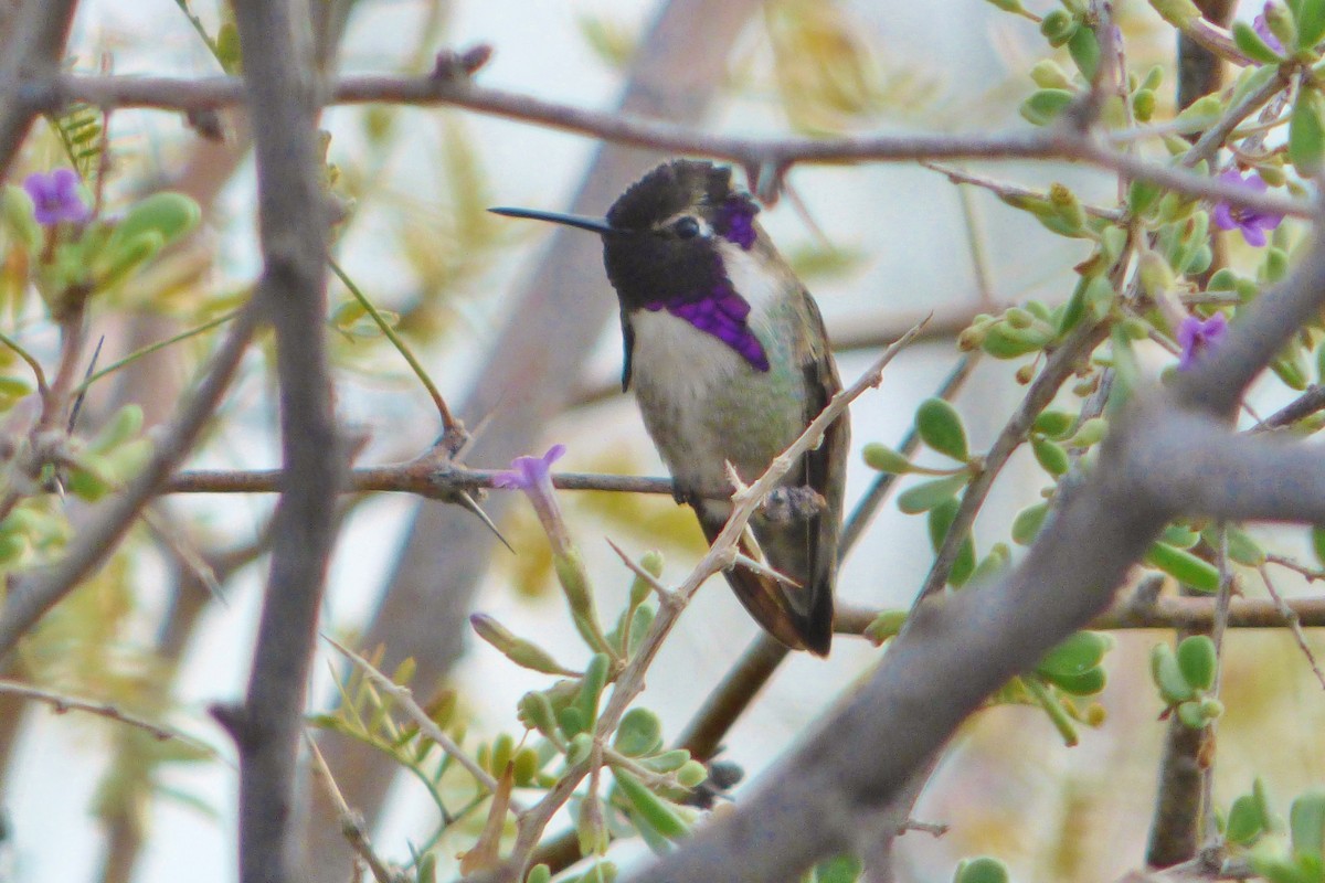 Costa's Hummingbird - drew sattler
