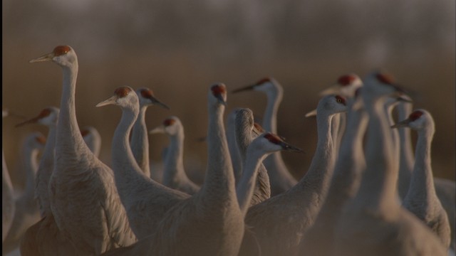 - Sandhill Crane