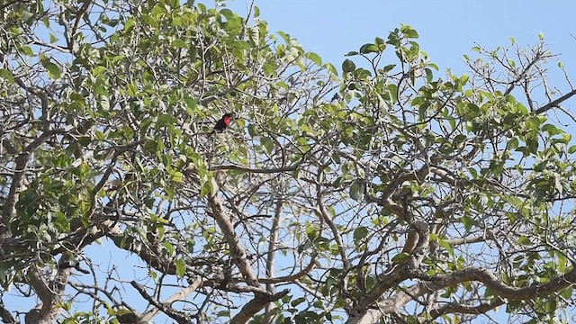 Scarlet-chested Sunbird - ML458332281