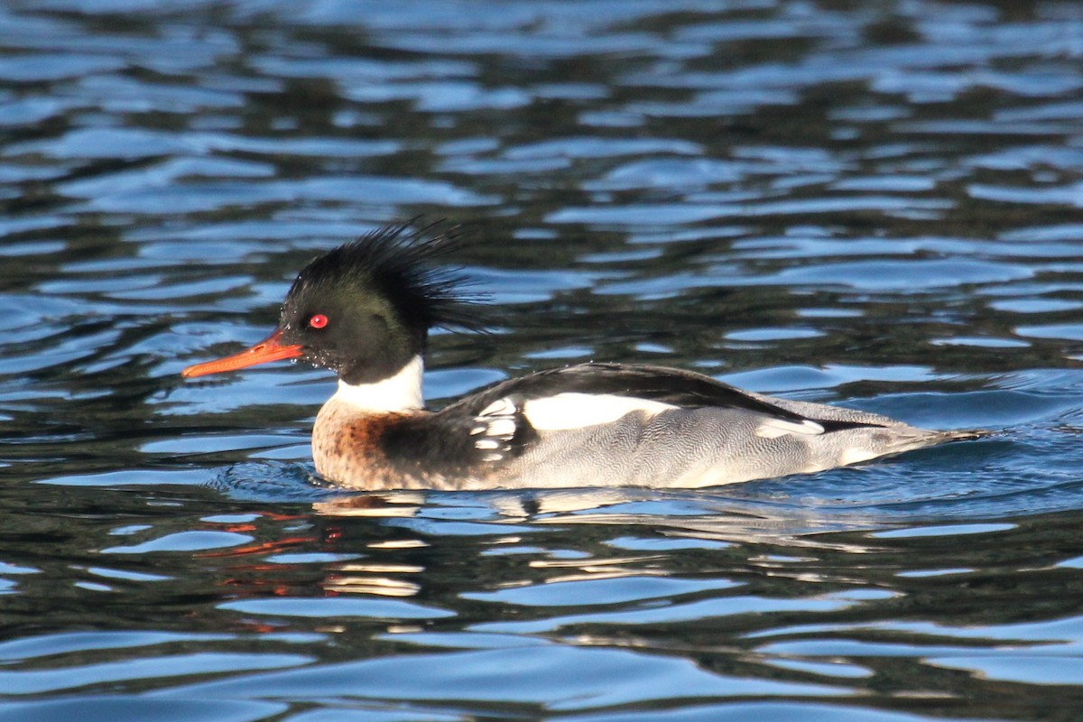 Red-breasted Merganser - Robin Corcoran