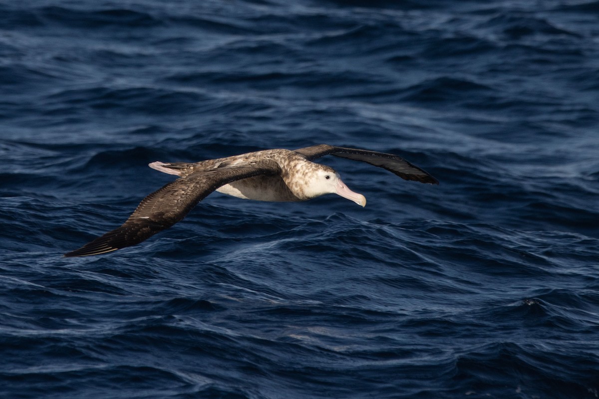 Snowy/Tristan/Antipodean Albatross - ML458338671