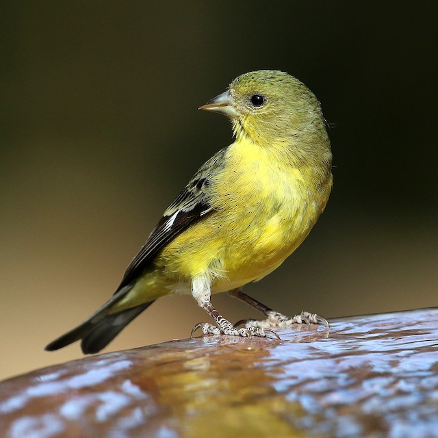 Lesser Goldfinch - eBird