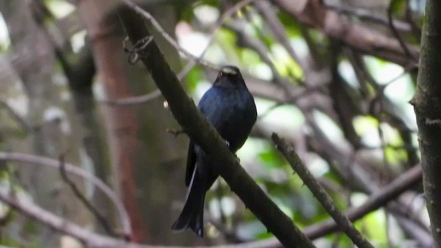 Square-tailed Drongo - ML458347771