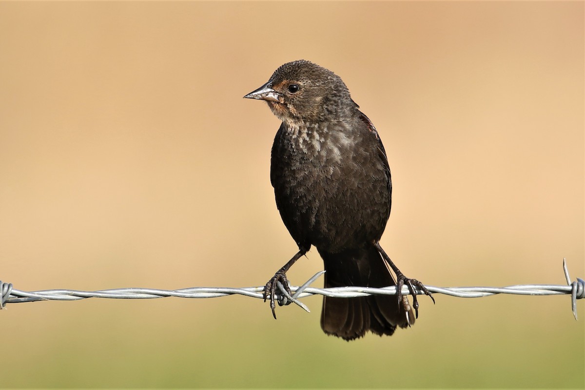 Red-winged Blackbird (California Bicolored) - ML458347801