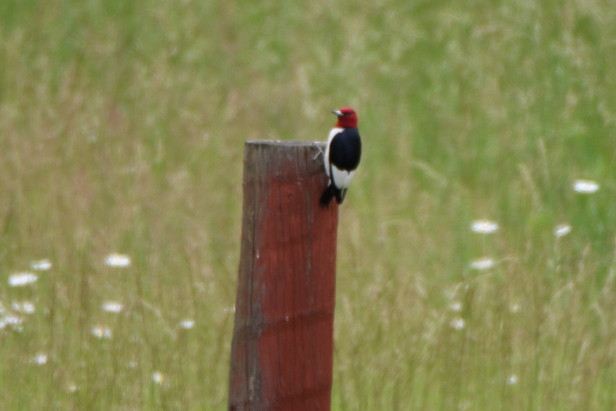 Red-headed Woodpecker - ML458348101