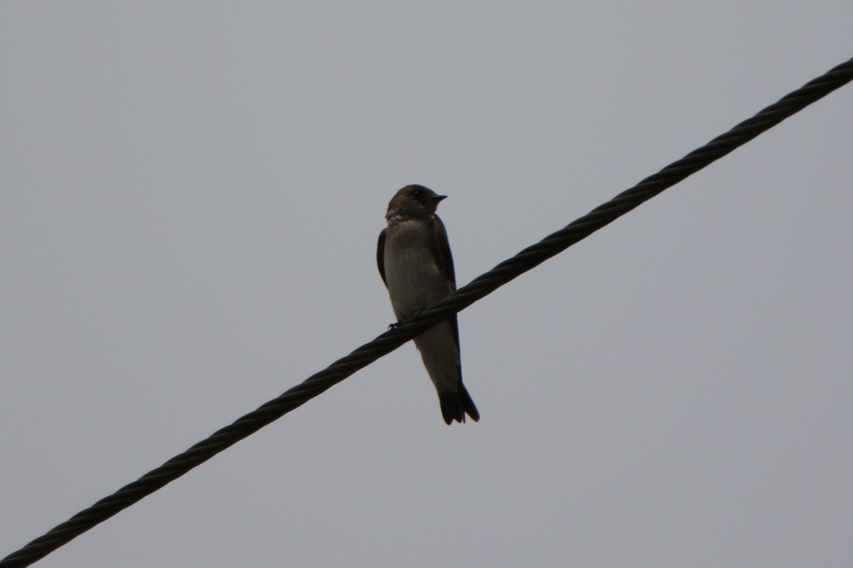 Northern Rough-winged Swallow - ML458348121