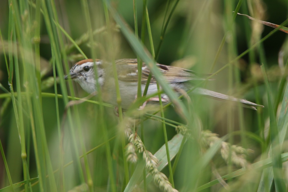 Chipping Sparrow - ML458348161