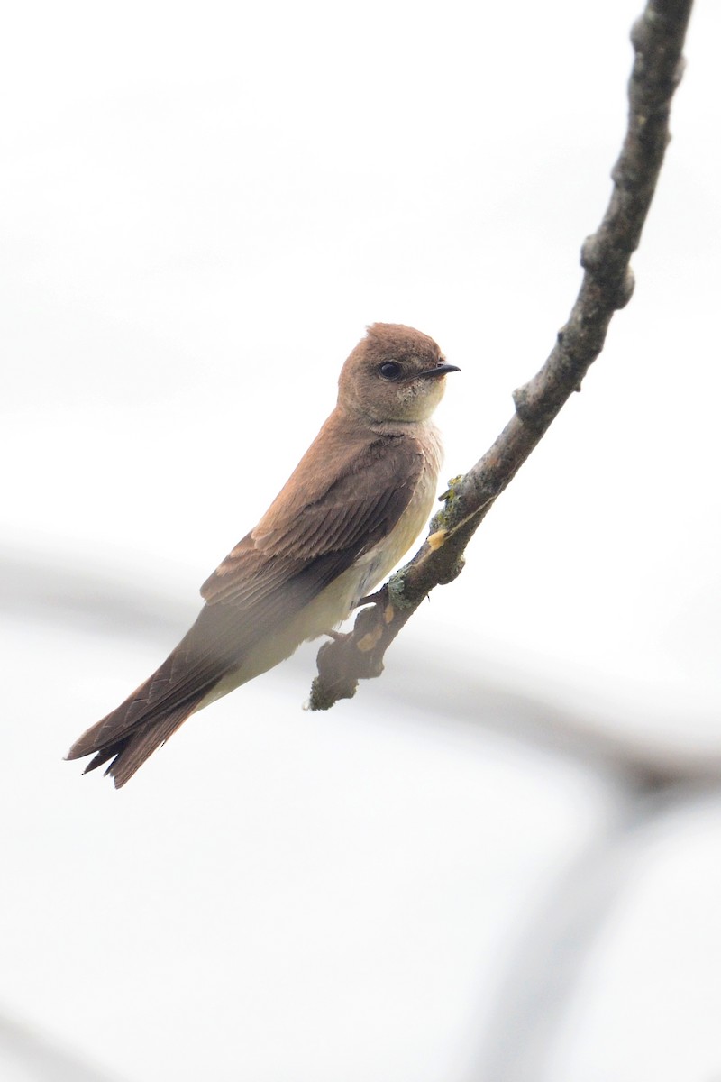 Northern Rough-winged Swallow - ML458348601