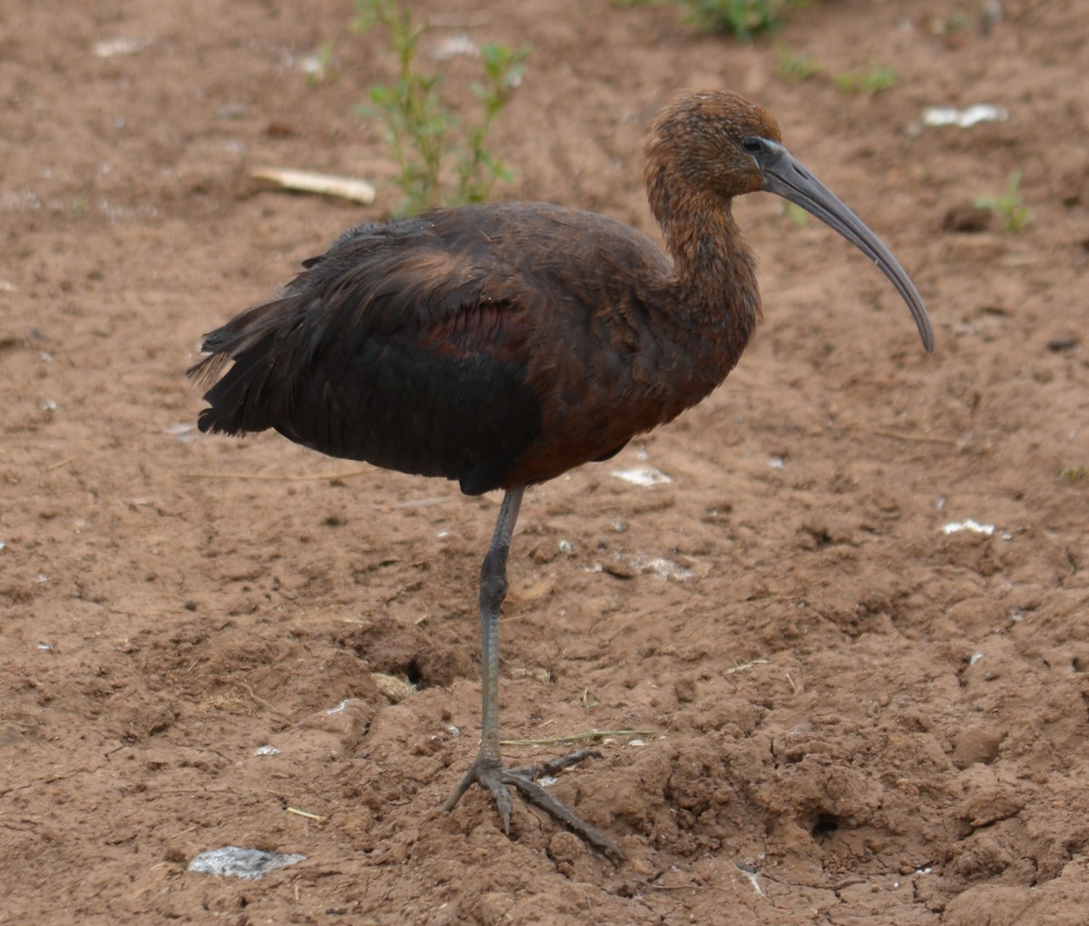 ibis hnědý - ML458351651